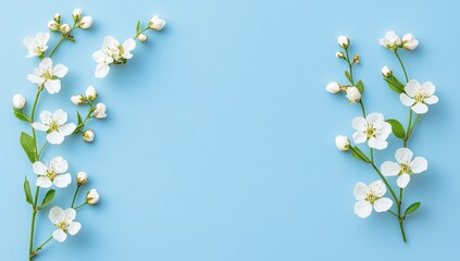 Fototapeta premium Delicate white blossoms arranged symmetrically on a light blue background. Small flowers and buds, delicate stems and leaves. Empty center for text or design