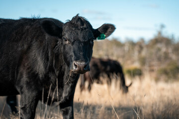 beautiful cattle in Australia  eating grass and hay.