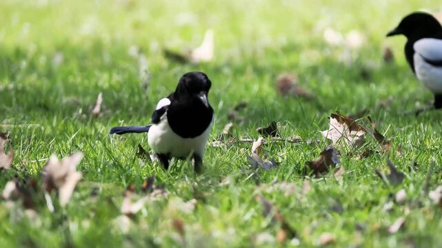 Pie bavarde (Pica pica) au sol dans l&rsquo;herbe &ndash; Oiseau noir et blanc observ&eacute; dans un parc urbain ou jardin naturel