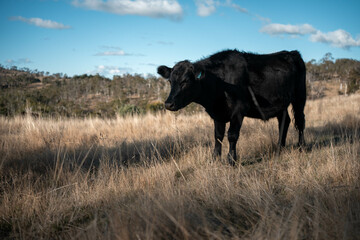 beautiful cattle in Australia  eating grass, grazing on pasture. Herd of cows free range beef being regenerative raised on an agricultural farm. Sustainable farming  on rolling green hills
