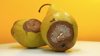 Rotting fruits. Two rotten pears covered with mold on yellow background, close-up shot. Overripe and rotten pears, covered with mold, fungus. Process of spoiling the fruit