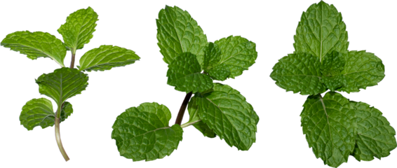 Fresh mint leaves isolated on white background