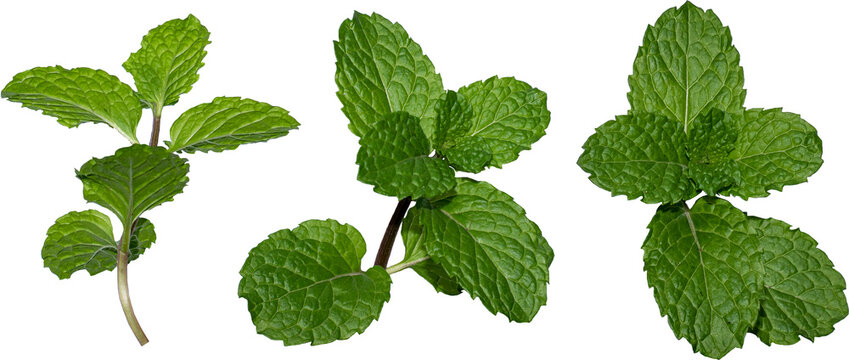 Fresh mint leaves isolated on white background
