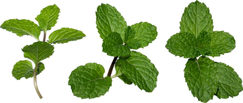 Fresh mint leaves isolated on white background