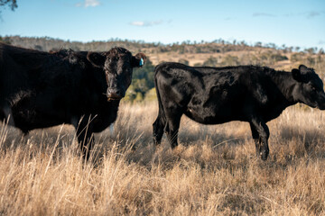 beautiful cattle in Australia  eating grass and hay.