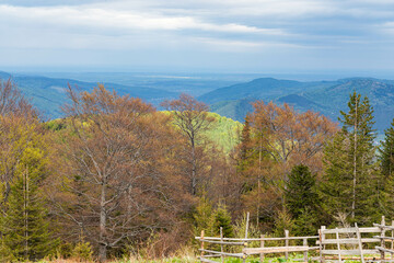 trees in the mountains in spring, and an old wooden fence