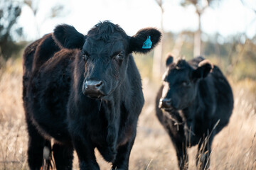 Stud beef cows in a field on a farm in England. English cattle in a meadow grazing on pasture in springtime. Green grass growing in a paddock on a sustainable agricultural ranch.