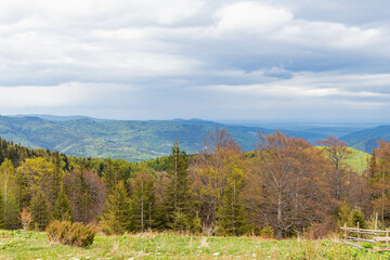 mountainous terrain, spring trees on a hill and the slopes of the Carpathian Mountains in the background