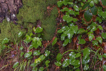 wet green leaves and moss in the forest during the rain