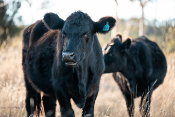 Beef cows and calves grazing on grass on a beef cattle farm in  Australia. breeds include murray grey, angus and wagyu