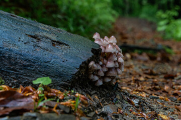 Mushrooms on an old tree trunk in a damp forest