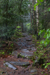 wet stones on a forest path during the rain