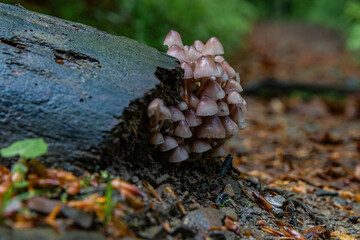 Rain-wet mushrooms on an old log in the forest