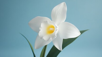 Obraz premium Close-up of a pristine white flower
