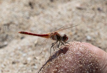 Dragonfly sitting on a finger, in Karpathos, Greece.