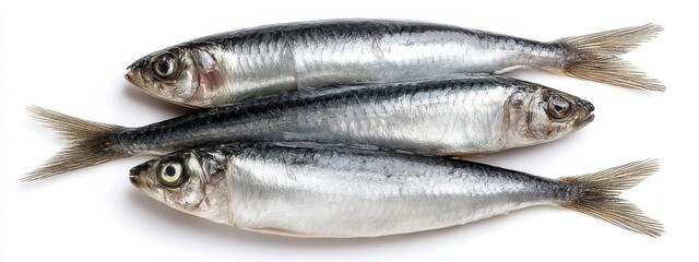 Fototapeta premium Fresh sardines laid out on a white surface, showcasing their shiny skin and natural colors