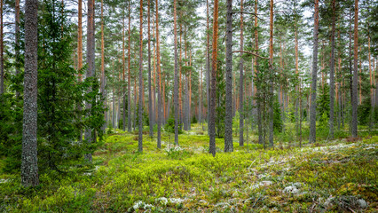 Obraz premium Northern forest landscape in spring Wild deep forest.
