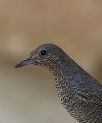 Blue Rock Thrush (Monticola solitarius) on the western part of the island of Karpathos, Greece.