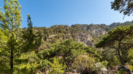 Pine forest at Apella on the eastern part of the island of Karpathos, Greece.