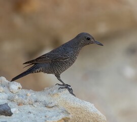 Blue Rock Thrush (Monticola solitarius) on the western part of the island of Karpathos, Greece.