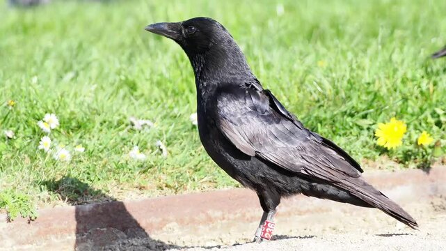Le nom &laquo; Scatophage du fumier &raquo; vient du grec skatos (excr&eacute;ment) et phagein (manger), refl&eacute;tant son comportement de se nourrir et de pondre sur les bouses de vache.