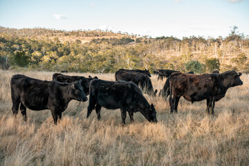 Beef cows and calves grazing on grass on a beef cattle farm in  Australia. breeds include murray grey, angus and wagyu