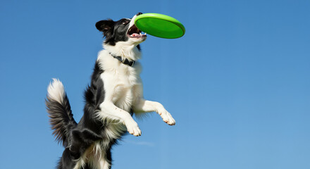 Obraz premium Border collie catching green frisbee in mid-air against blue sky. Active dog performing trick for pet training services and canine agility competitions