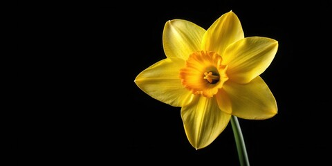 Bright yellow narcissus flower with curved petals and center on black background