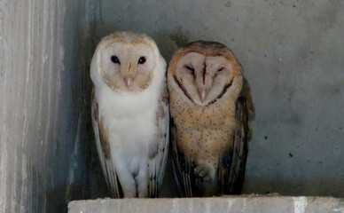 Two Barn Owls (Tyto alba) roosting side by side on concrete ledge in old building