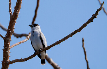 Black-crowned Tityra (Tityra inquisitor) perched on thorny tree branch against clear blue sky,...