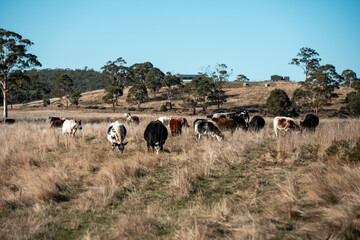 beautiful cattle in Australia  eating grass, grazing on pasture. Herd of cows free range beef being regenerative raised on an agricultural farm. Sustainable farming