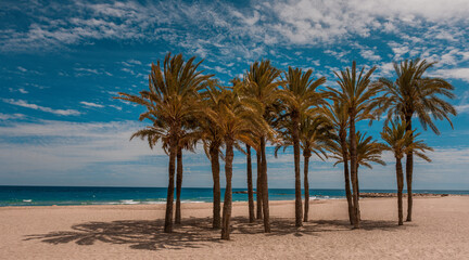 Palm Trees Framing the Ocean View