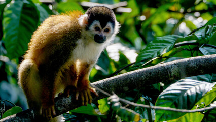 Central American Squirrel Monkey (Saimiri oerstedii) perched on tree branch in lush tropical forest, Costa Rica
