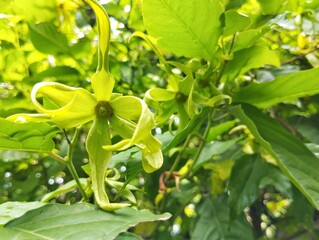 Ylang-ylang flower (Cananga odorata) still on tree in outdoor garden 