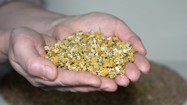 Close-up of female hands holding dried German chamomile flowers. White and beige background. Natural herbal remedy, organic skincare, wellness and calming tea concept.