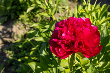 Vibrant red peony flower in full bloom with lush green leaves