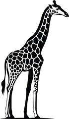 Naklejka premium Giraffe in elegant standing pose, Black and white giraffe wall art