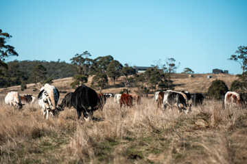 beautiful cattle in Australia  eating grass, grazing on pasture. Herd of cows free range beef being regenerative raised on an agricultural farm. Sustainable farming  on rolling green hills