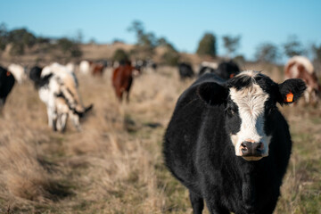 beautiful cattle in Australia  eating grass, grazing on pasture. Herd of cows free range beef being regenerative raised on an agricultural farm. Sustainable farming  on rolling green hills
