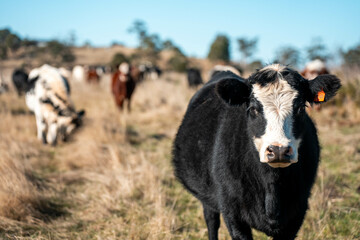 Beef cows and calves grazing on grass on a beef cattle farm in  Australia. breeds include murray grey, angus and wagyu