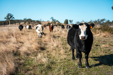 Stud beef cows in a field on a farm in England. English cattle in a meadow grazing on pasture in...