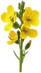 Bright yellow rapeseed flower close up studio shot on white background; blooming canola plant with buds; botanical illustration style