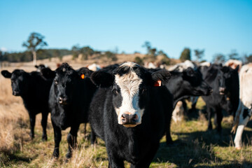beautiful cattle in Australia  eating grass and hay.