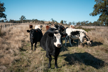 Stud beef cows in a field on a farm in England. English cattle in a meadow grazing on pasture in...