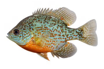 Pumpkinseed Sunfish Freshwater Fish