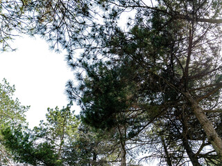 Fototapeta premium Bottom view of trees isolated on white background