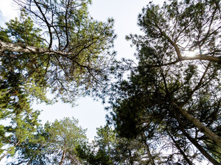 Bottom view of trees isolated on white background