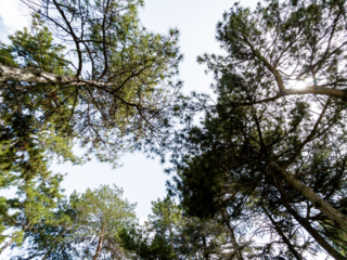 Bottom view of trees isolated on white background