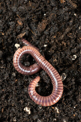 Top view of earthworm Eisenia fetida macro vertical shooting