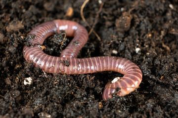 Close-Up of Red and Pink Banded Compost Worm